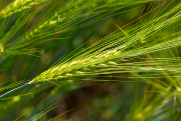 Detail of the green Barley Spike