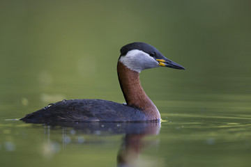 A adult red-necked grebe (Podiceps grisegena) swimming and foraging in a city pond in the capital city of Berlin Germany.