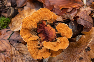 Orange Polypore Growing on Log in Winter