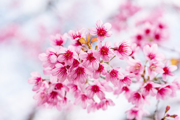 Pink cherry blossom, beautiful flowers in spring season