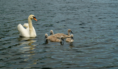 Close up of Adult Swan with cygnets water level view