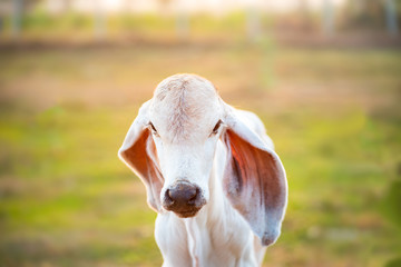 White calf in the organic farm, livestock in Thailand