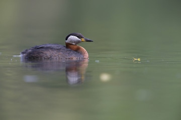 A adult red-necked grebe (Podiceps grisegena) swimming and foraging in a city pond in the capital city of Berlin Germany.