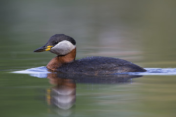 A adult red-necked grebe (Podiceps grisegena) swimming and foraging in a city pond in the capital city of Berlin Germany.
