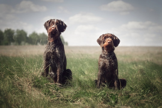 Deutsch drahthaar in field