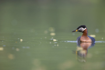 A adult red-necked grebe (Podiceps grisegena) swimming and foraging in a city pond in the capital city of Berlin Germany.