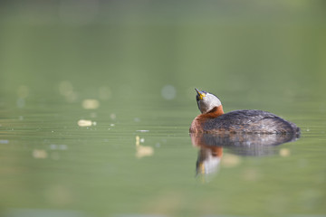 A adult red-necked grebe (Podiceps grisegena) swimming and foraging in a city pond in the capital city of Berlin Germany.