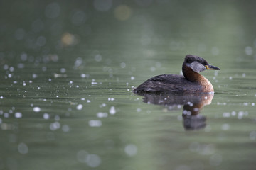 A adult red-necked grebe (Podiceps grisegena) swimming and foraging in a city pond in the capital city of Berlin Germany.