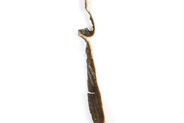 Obraz premium paper burned on white