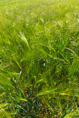 Spring Field with the green Barley 