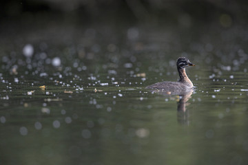 A juvenile red-necked grebe (Podiceps grisegena) swimming and foraging in a city pond in the capital city of Berlin Germany.