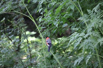 Robin on the tree in the closeup