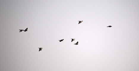 Flying pigeon