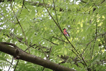 a red robin on a branch in the summer sun