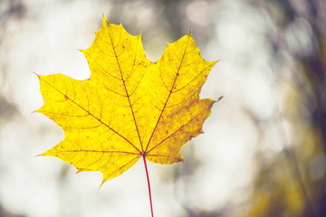 Closeup of one maple leaf on the car windshield. Indian summer season. Instagram style