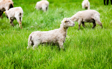 Lamb in the field