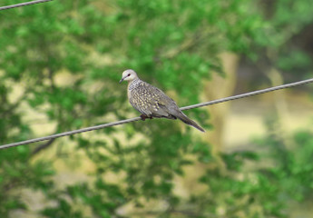 Spotted dove 7