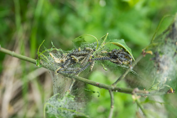 Yponomeuta Moth Caterpillars in Nest in Springtime