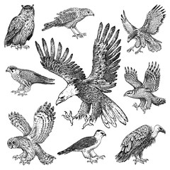 Set of realistic birds. Goshawk, Griffon vulture, Pallid harrier, Black kite, Owl and eagle. Hand drawn vector sketch in engraved graphic style.
