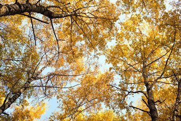 Bottom view on the tall birch trees in the golgen autumn forest under blue sky. Indian summer.