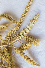 Fototapeta na wymiar Spikelets of wheat on a white background. Top view