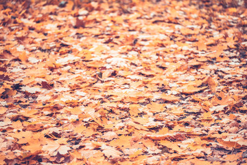 Background of leaves on the land in the autumn forest. Indian summer season.
