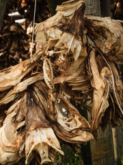 Cod stockfish drying on racks, Lofoten islands Norway
