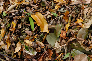 pile of dry leaf in garden