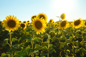 Backdrop Of The Beautiful Sunflowers Garden. Field Of Blooming Sunflowers On A Background Sunset. The Best View Of Sunflower In bloom. Organic And Natural Flower Background.Agricultural On Sunny Day.
