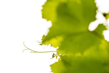 Fresh grape leaves detail, macro photo. Shallow DOF.