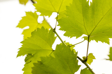 Fresh grape leaves detail, macro photo. Shallow DOF.