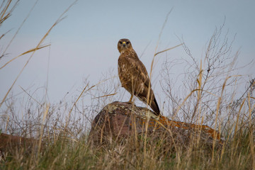 hawk