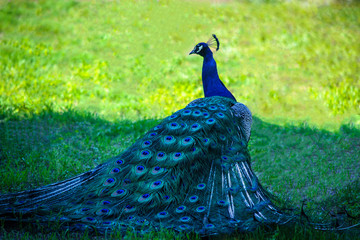 Obraz premium Peafowl, beautiful representative exemplar of male peacock in great colors