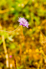Flower with unfocused wheat field background
