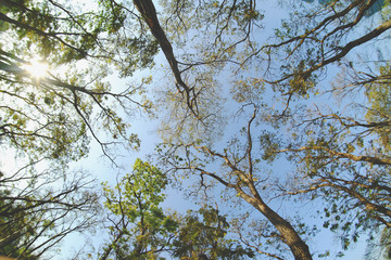 under the high tree with blue sky in forest, fisheye lens style