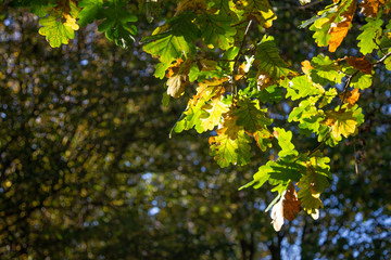 Herbstlaub Eichel Eiche Ahorn