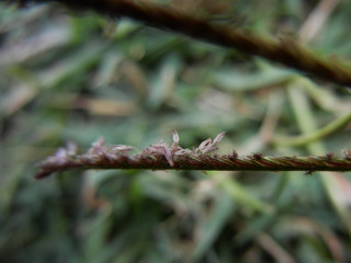Cynodon dactylon closeup macro androecium inflorescence
