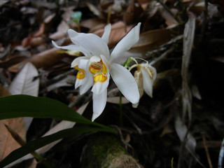 Fototapeta na wymiar Coelogyne nitida orchid flora, sunakhari