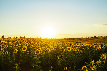 Backdrop Of The Beautiful Sunflowers Garden. Field Of Blooming Sunflowers On A Background Sunset. The Best View Of Sunflower In bloom. Organic And Natural Flower Background.Agricultural On Sunny Day.