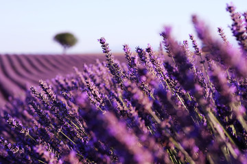 Flowers in the lavender fields in the Provence, France.