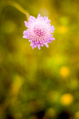 Flower with unfocused wheat field background