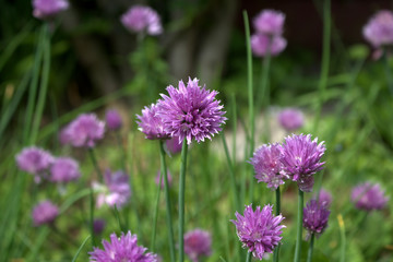 Fototapeta premium Fresh purple chives flower or Wild Chives, Flowering Onion, Garlic Chives, Chinese Chives, Schnitt Lauch blossoms in the spring organic herb garden. Edible plants in vegetable patch.