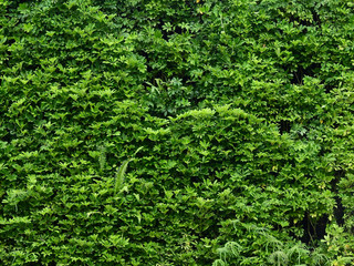 green plant wall