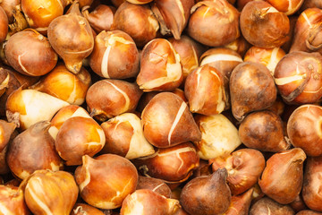 Seeds, flower seedling sprouts