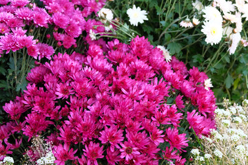 Chrysanthemums in botanical garden. Bouquet of bright purple flowers, magenta annuals. Close up.