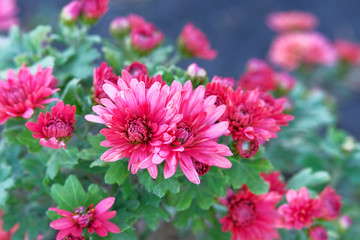 Chrysanthemums in botanical garden. Red flowers chrysanthemums in autumn, magenta annuals. Close up.