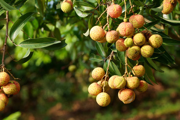 Lychee fruits on tree in early morning sunshine