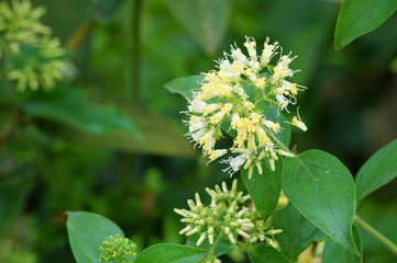 Close up of hedyotis capitellata flower in hillside