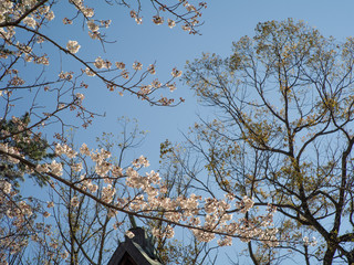 日本の千葉の春の桜の花々