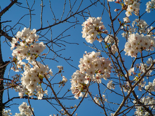 日本の千葉の春の桜の花